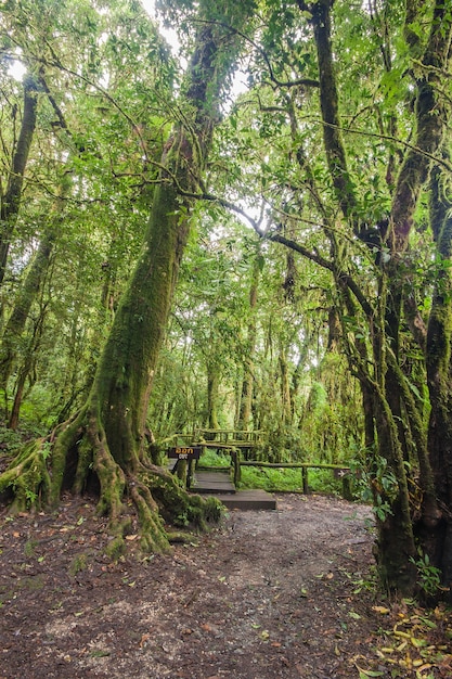 Árvore grande em mais forrest rian.