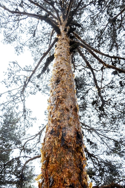 Árvore impressionante com resina