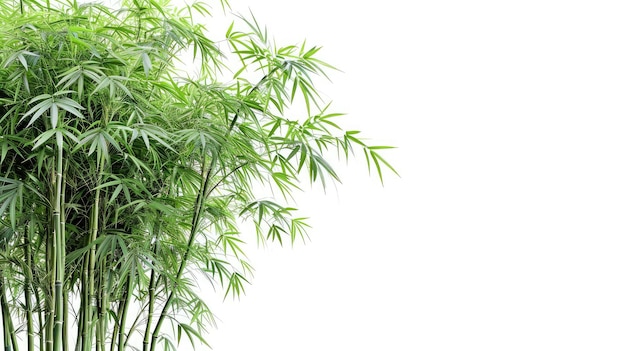 Árvore isolada de bambu em imagens de fundo branco de árvore de bambu de alta resolução