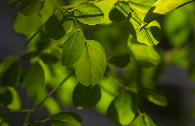 Árvore Kelor ou Drumstick Moringa oleifera verde deixa luz de fundo tiro foco selecionado