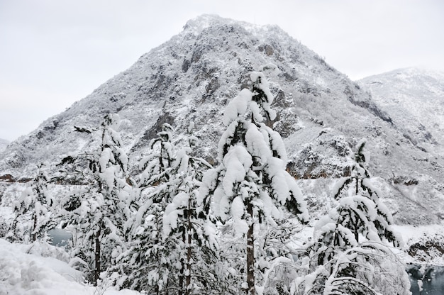 Árvore, lago, floresta, neve, inverno