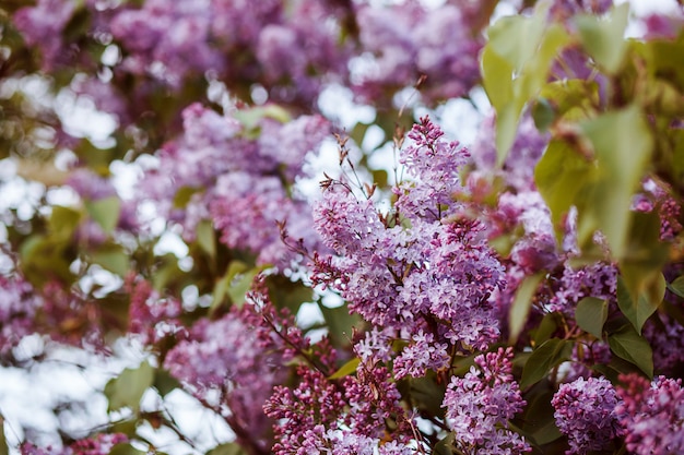 Árvore lilás em flor