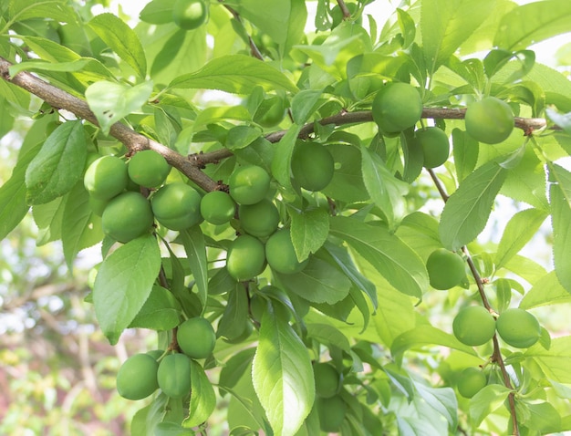 Árvore Mirabelle com frutas verdes de perto