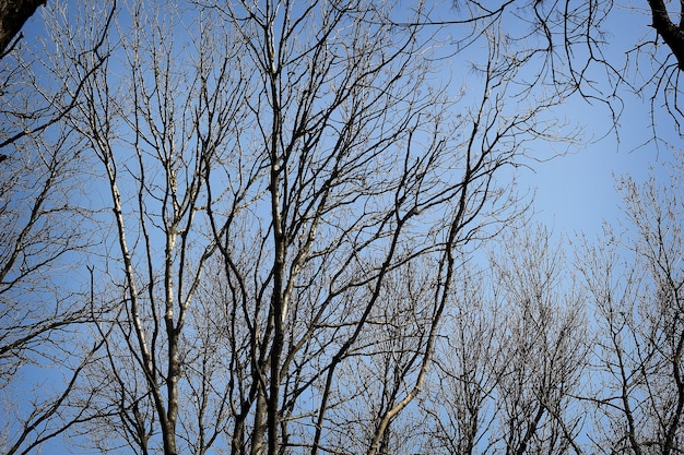 Árvore morta abstrata com céu azul na primavera