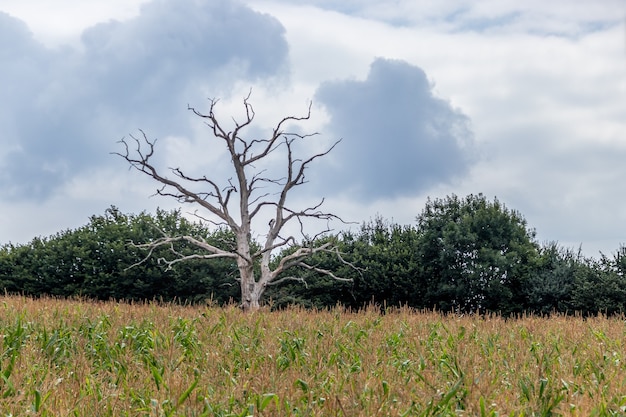 Árvore morta em um campo de milho perto de Ardingly