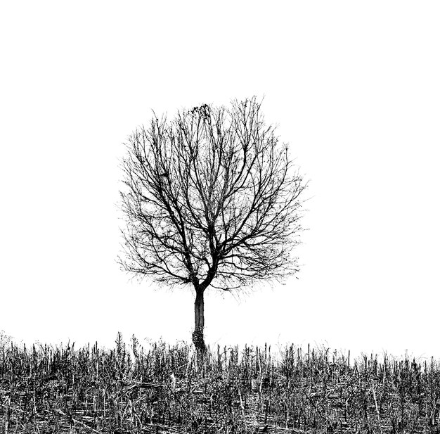 Árvore morta isolada em um fundo branco, traçado de recorte.