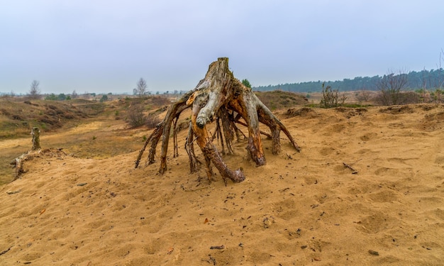 Árvore morta no deserto contra o céu