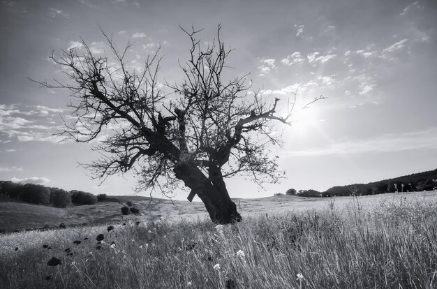 Árvore morta solitária Arte natureza