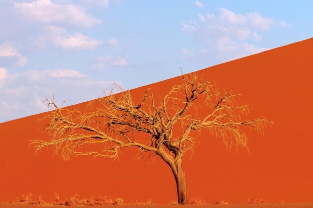 Árvore morta solitária no deserto do Namibe