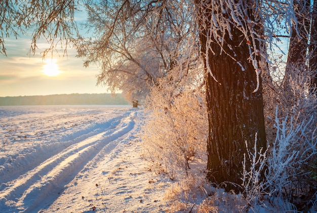 Árvore na estrada de inverno. Amanhecer gelado sobre os campos.