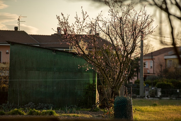 Árvore na favela na hora do pôr do sol