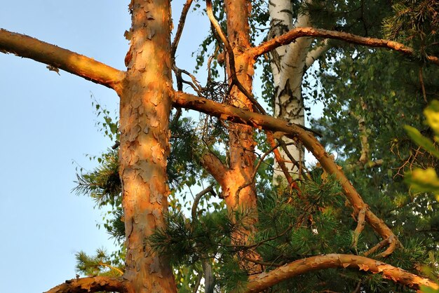 Árvore na floresta ao nascer do sol