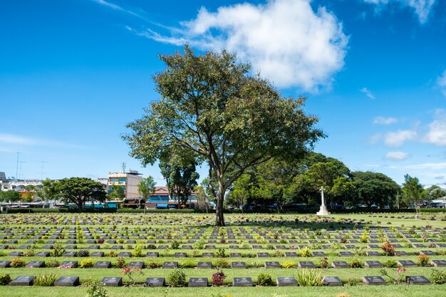 Árvore na lápide do cemitério Christian Vitmics da Segunda Guerra Mundial em Kanchanaburi, Tailândia