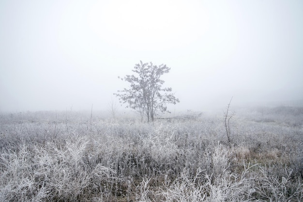 Árvore na neblina em um dia frio