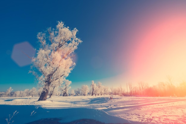 Árvore na neve em primeiro plano contra um fundo de floresta nevada e céu
