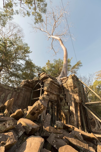Árvore na parede de pedra do Templo Prasat Ta Prohm em Angkor Thom