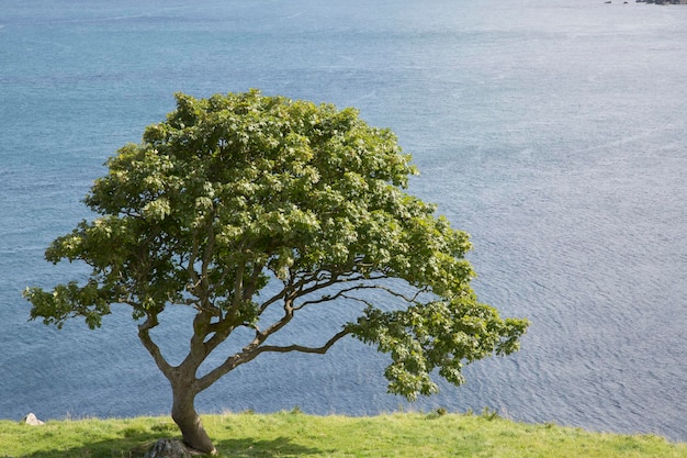 Árvore na praia de Murlough, condado de Antrim, Irlanda do Norte, Europa