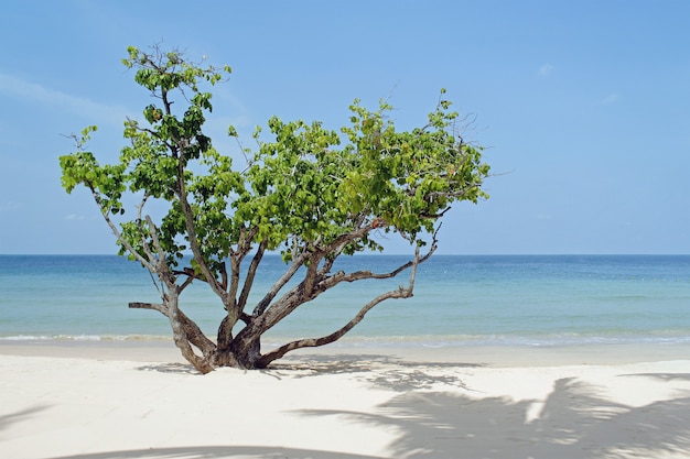 Árvore na praia, Tailândia