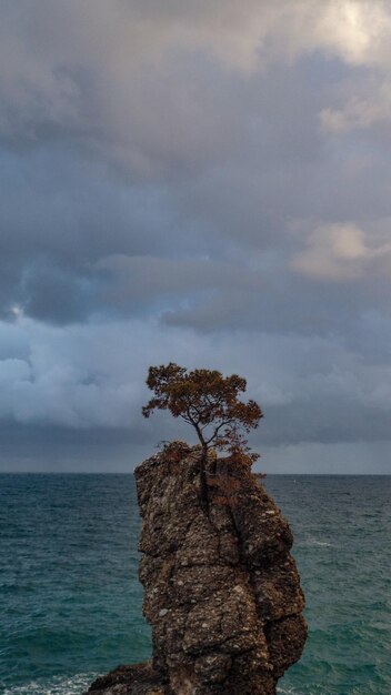 Árvore na rocha pelo mar contra o céu