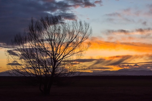 Árvore negra única e uma paisagem plana com um incrível pôr do sol colorido