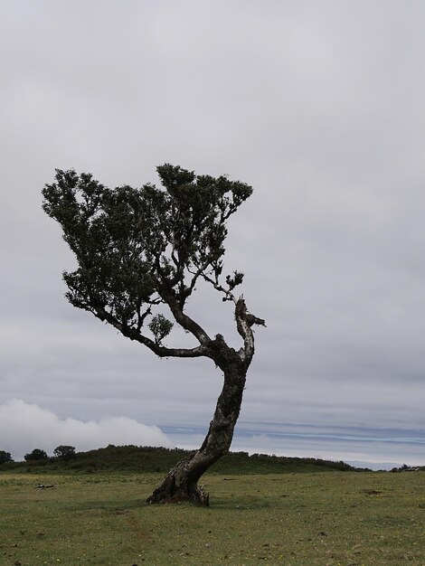 Árvore no campo contra o céu