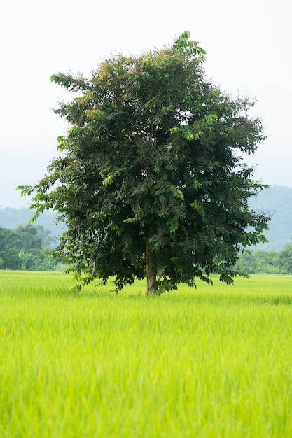 Árvore no campo de arroz.