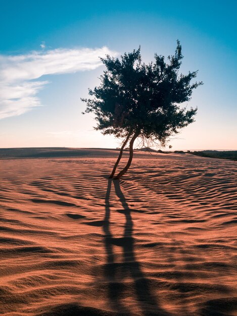 Árvore no deserto