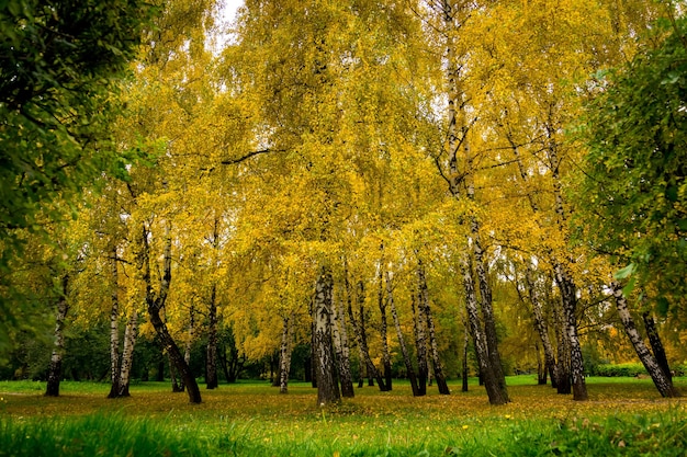 Árvore no parque da cidade com folhas coloridas, temporada de outono.