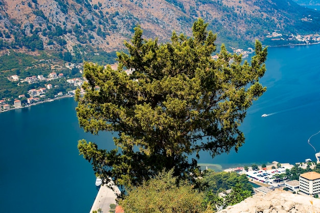 Árvore no topo de uma montanha com vista para a baía