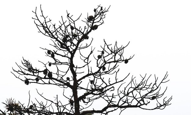 Árvore nua contra o céu no parque nacional de Kemeri