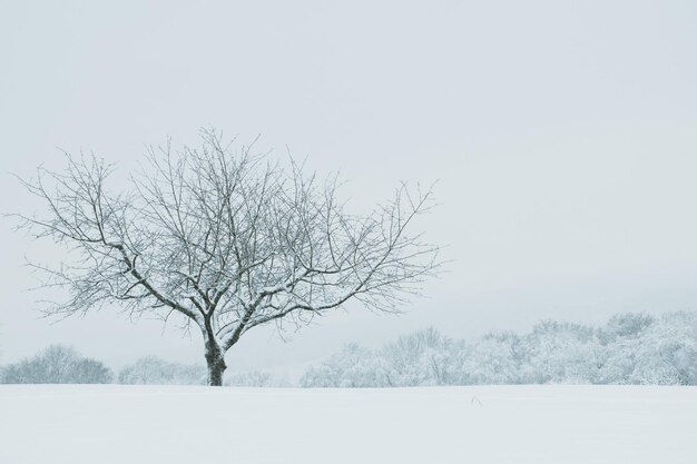 Árvore nua em paisagem coberta de neve contra o céu claro