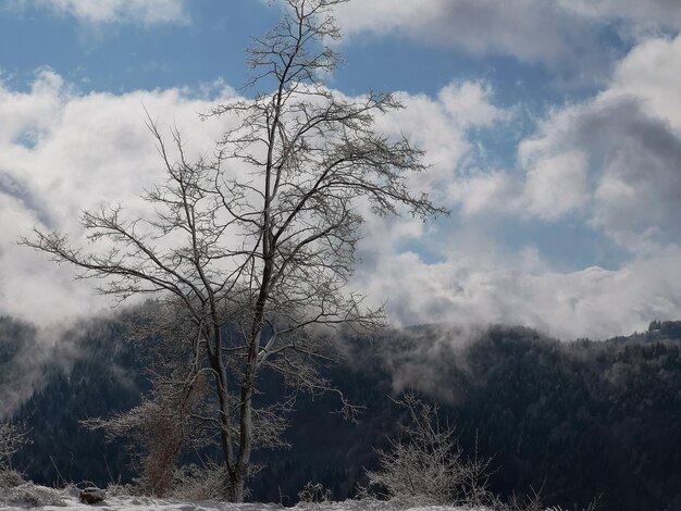 Árvore nua na paisagem contra o céu