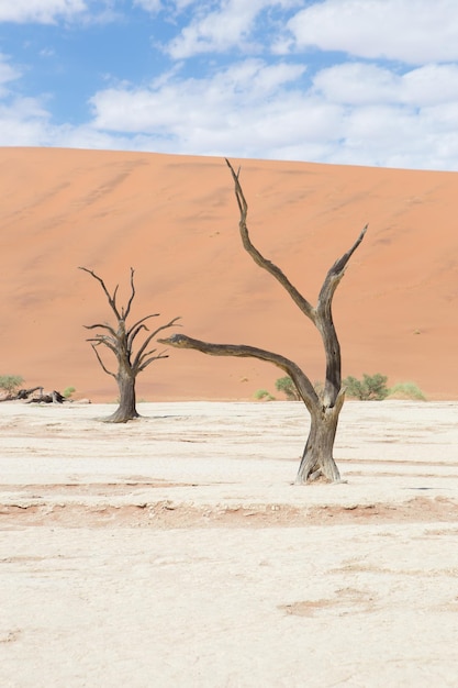 Árvore nua no deserto contra o céu