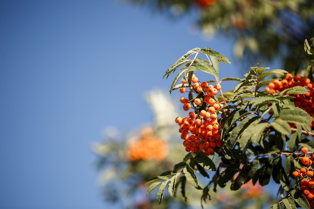 Árvore ornamental com bagas de sorveira laranja no jardim ao sol