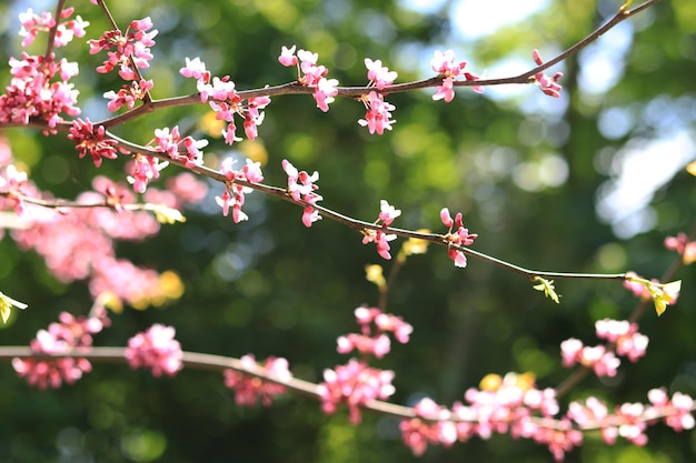 Árvore ou arbusto florescendo em um fundo desfocado Flores cor de rosa nos galhos da primavera