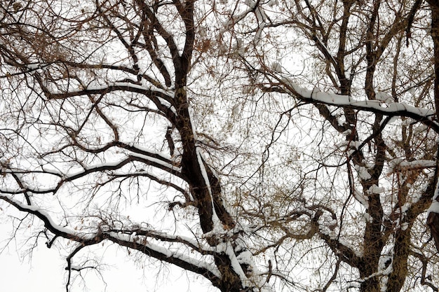 Árvore paisagem de inverno