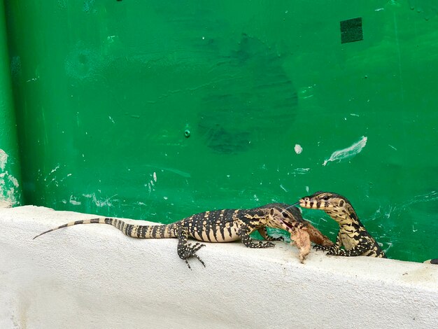 Árvore pequena monitor de água ou salvador de Varanus no cimento creme e fundo verde velho, um deles comendo asa de frango crua.