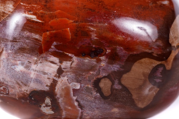 Árvore petrificada de pedra mineral macro no fundo branco close-up