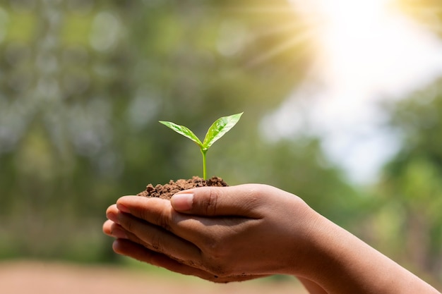 Árvore plantada por mão humana com fundo verde natural, proteção ambiental e conceito de crescimento de plantas