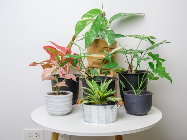 Árvore purificadora de ar de plantas de casa com folha de palmeira Aglaonema Epipremnum Pinnatum Variegated