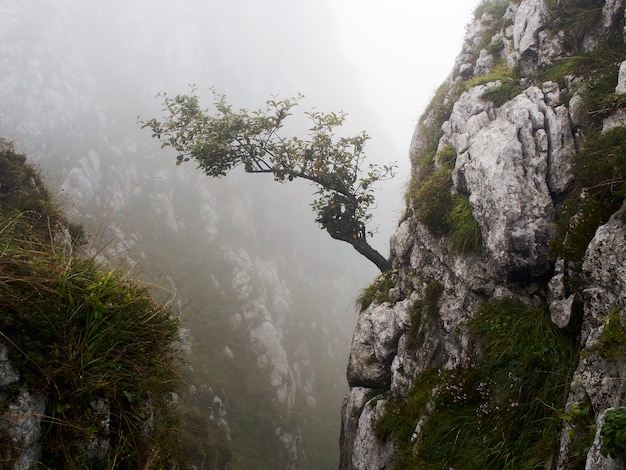 Árvore que cresce de uma rocha em uma paisagem montanhosa de nevoeiro (Astúrias, Espanha). Feche a foto