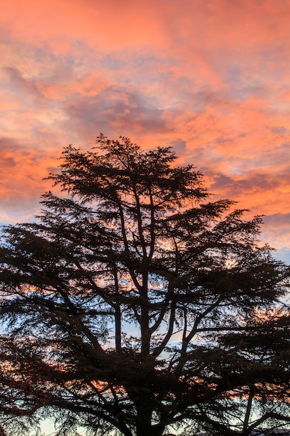 Árvore retroiluminada com amanhecer avermelhado no fundo