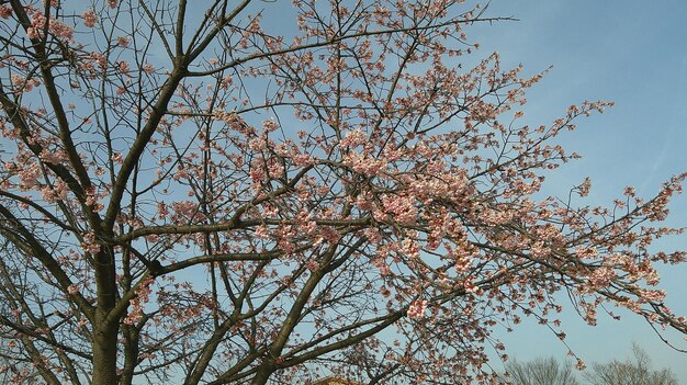 Árvore Sakura de flor Japão