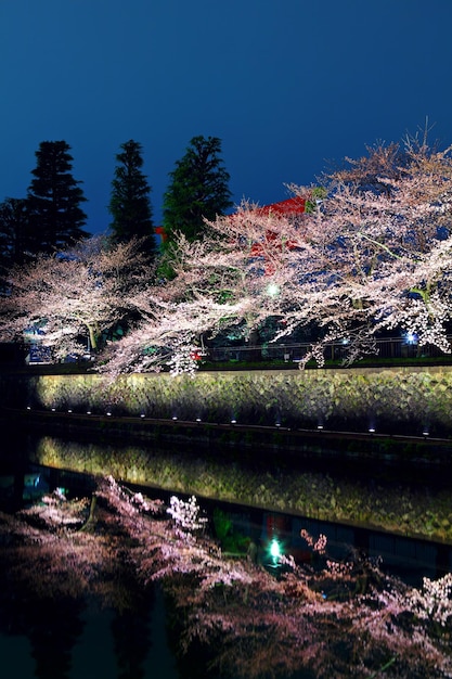 Árvore Sakura e reflexo do lago à noite