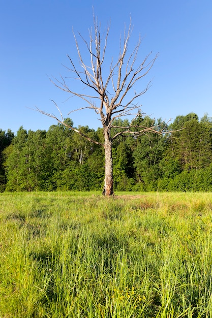 Árvore seca de crescimento solitário contra um fundo de grama verde e árvores na floresta, verão