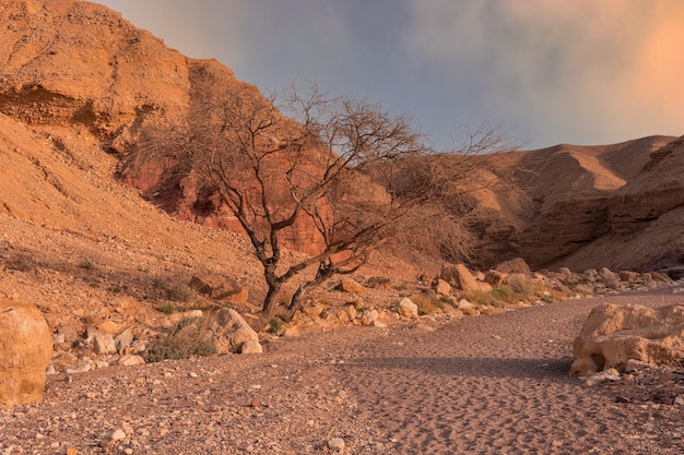 Árvore seca no deserto ao pôr do sol