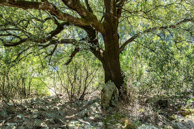 Árvore secular na Sardenha durante o verão em um dia ensolarado