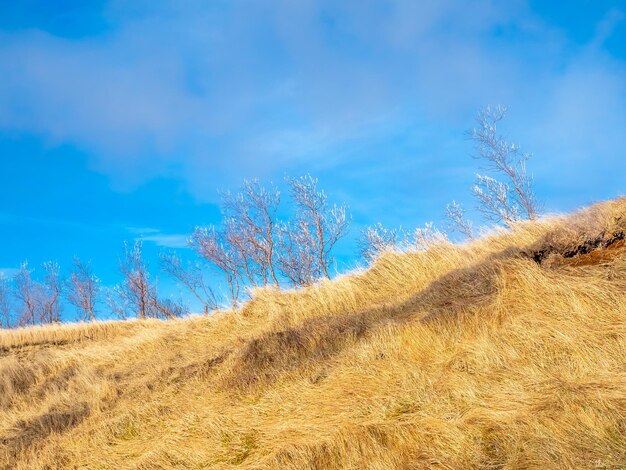 Árvore sem folhas no campo de grama na primavera quente de Deildartunguhver na temporada de inverno Islândia