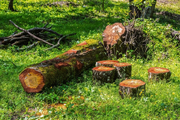 Árvore serrada na floresta