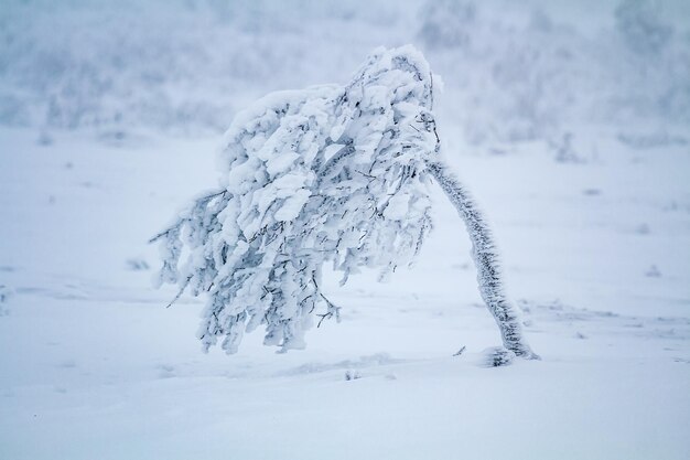 Árvore sob a neve. Parque Riisitunturi.